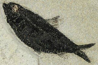 Detailed Fossil Fish (Knightia) - Wyoming #327888