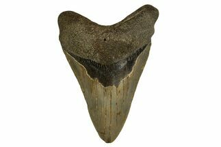 Fossil Megalodon Tooth - North Carolina #328018