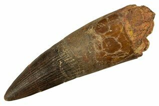 Dinosaur Teeth For Sale