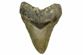 Fossil Megalodon Tooth - North Carolina #328028