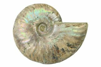 Silver Iridescent Ammonite (Cleoniceras) Fossil - Madagascar #327732