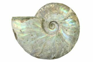 Silver Iridescent Ammonite (Cleoniceras) Fossil - Madagascar #327737
