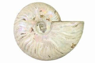 Silver Iridescent Ammonite (Cleoniceras) Fossil - Madagascar #327744
