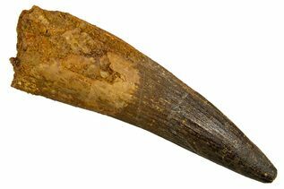 Dinosaur Teeth For Sale