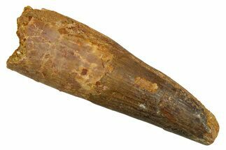 Real Fossil Spinosaurus Tooth - Feeding Worn Tip #328059