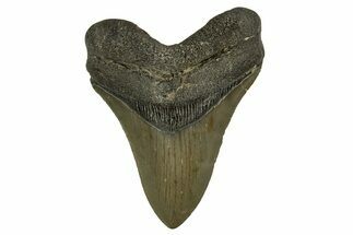 Serrated, Fossil Megalodon Tooth - North Carolina #328102