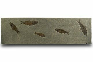 Plate of Five Large Fossil Fish (Knightia) - Wyoming #328084