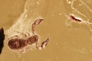 Detailed Fossil Pseudoscorpion with Springtail in Baltic Amber #328114