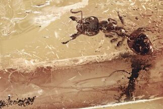 Detailed Fossil Ant (Gesomyrmex) and Stalactite In Baltic Amber #328118