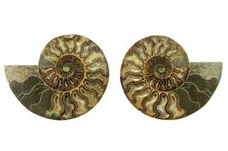 Cut & Polished, Agatized Ammonite Fossil - Madagascar #328092