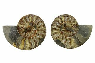 Cut & Polished, Agatized Ammonite Fossil - Madagascar #328094