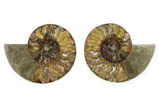 Cut & Polished, Agatized Ammonite Fossil - Madagascar #328095