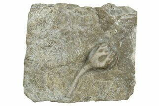 Fossil Crinoid (Taxocrinus) - Alabama #327288