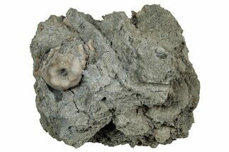 Fossil Crinoid (Tholocrinus) Calyx - Leitchfield, Kentucky #327298
