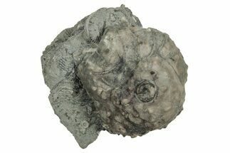 Fossil Crinoid (Platycrinites) Calyx - Indiana #327299