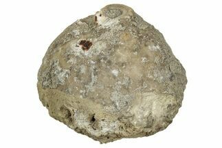Crinoid Calyx (Pithocrinus) - Alpena, Michigan #327300