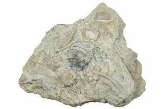 Fossil Crinoid (Rhodocrinus) Calyx & Stem - Iowa #327302