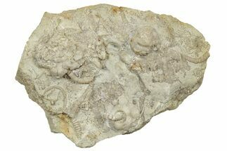 Fossil Crinoid (Cribanocrinus) Crown and Stem Plate - Iowa #327306