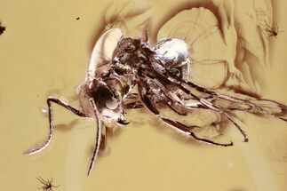 Detailed Fossil Ant (Asymphylomyrmex) In Baltic Amber #328121