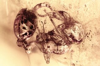 Fossil Ant (Myrmicinae) In Baltic Amber #328147