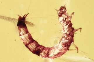 Fossil Beetle Larva (Tenebrionoidea) in Baltic Amber #328148