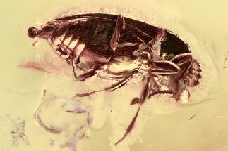 Fossil Handsome Fungus Beetle (Endomychidae) in Baltic Amber #328149