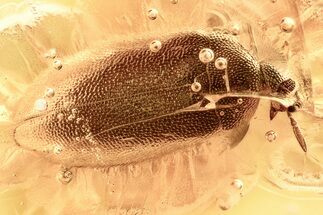 Detailed Fossil False Flower Beetle (Scraptiidae) in Baltic Amber #328151