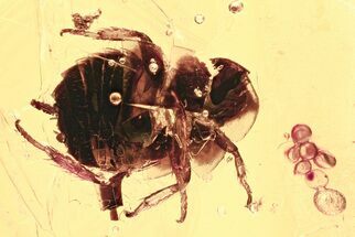 Detailed Fossil Cockroach (Blattodea) In Baltic Amber - Rare! #328166