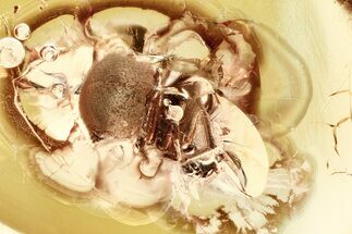 Detailed Fossil Spider (Araneae) In Baltic Amber #328182