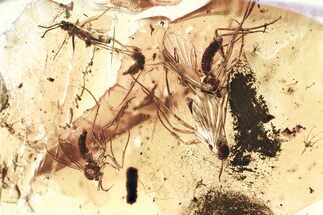 Four Fossil Fungus Gnats (Mycetophilidae) in Baltic Amber #328218