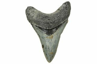 Serrated, Fossil Megalodon Tooth - North Carolina #328274