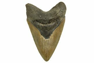 Fossil Megalodon Tooth - North Carolina #328236