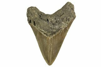 Fossil Megalodon Tooth - North Carolina #328242