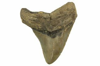Fossil Megalodon Tooth - North Carolina #328244