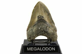 Fossil Megalodon Tooth - North Carolina #328251