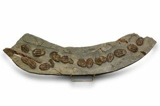 Trilobites For Sale