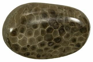 Polished Petoskey Stone (Fossil Coral) - Michigan #328347
