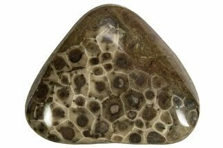 Polished Petoskey Stone (Fossil Coral) - Michigan #328356