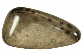 Polished Petoskey Stone (Fossil Coral) - Michigan #328359