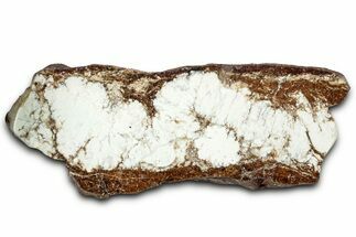Polished Magnesite Section - Western Australia #328321
