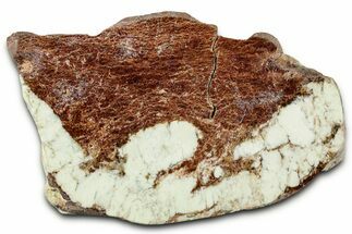 Polished Magnesite Section - Western Australia #328322