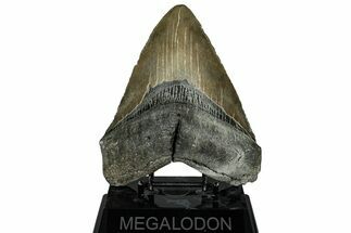 Beastly Fossil Megalodon Tooth - North Carolina #328403