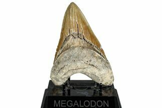 Serrated, Fossil Megalodon Tooth - North Carolina #328429