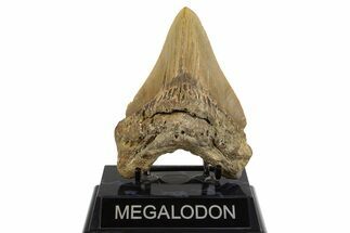 Fossil Megalodon Tooth - North Carolina #328441