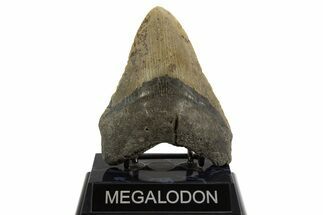 Fossil Megalodon Tooth - North Carolina #328445