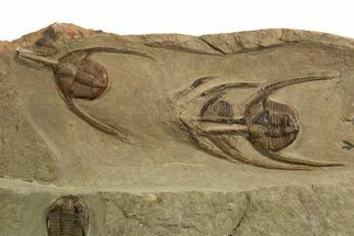 Line of Lonchodomas Trilobites with Bathycheilus - Migrating Behavior? #328559