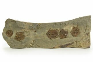 Line of Five Foulonia Trilobites - Fezouata Formation #328563