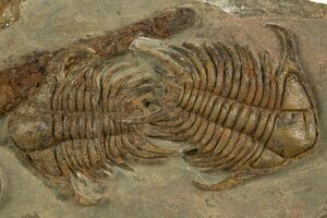 Phallolopus樣專用3種 Phallolopus樣專用3種 【公式通販】