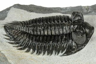 Detailed Coltraneia Trilobite Fossil - Huge Faceted Eyes #328570