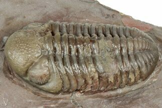 Bargain, Austerops Trilobite - Jorf, Morocco #328582